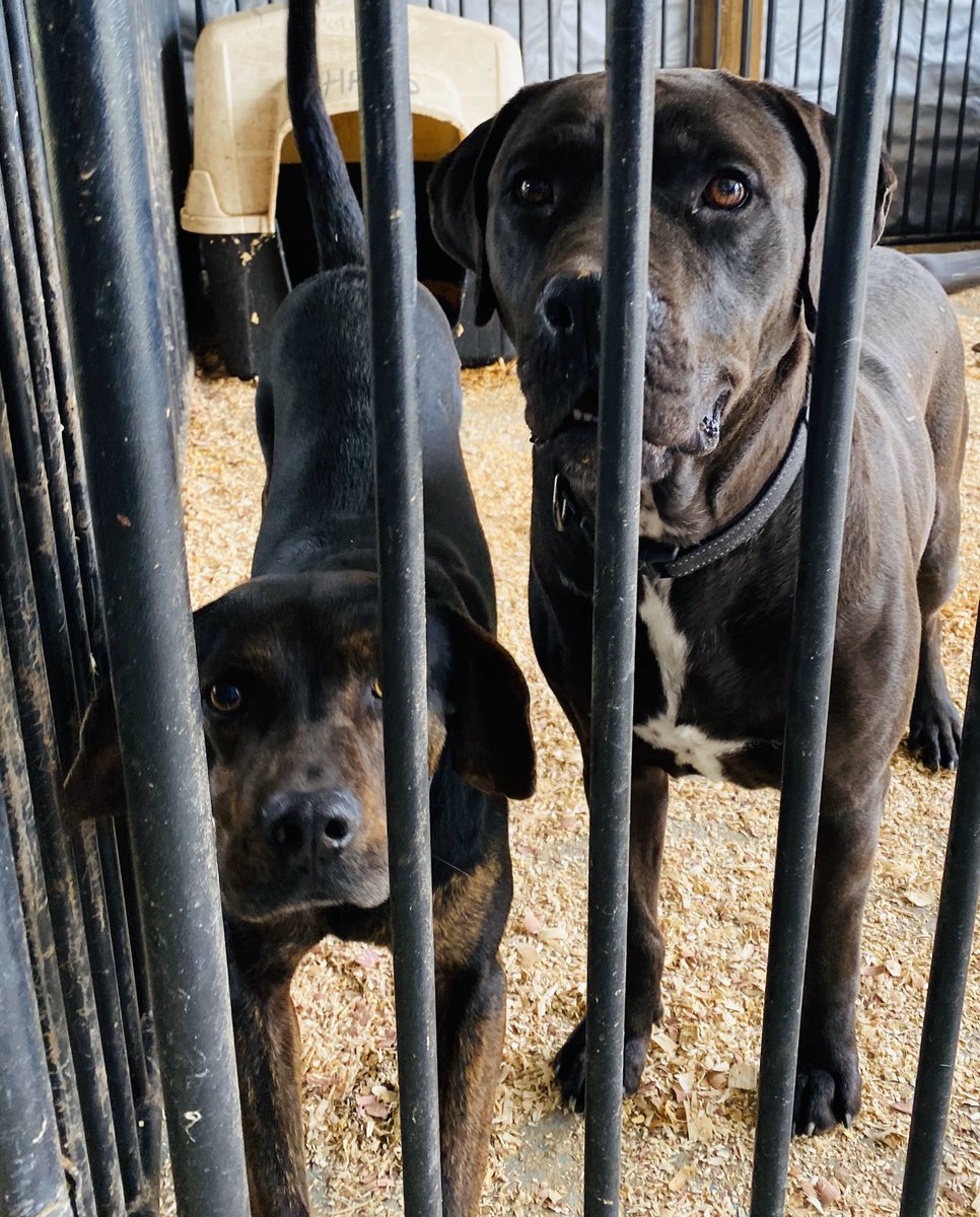 southernsouls1's tweet photo. Looking for two dogs? Michelle currently shares a run and loves to romp &amp; play with one of our absolute BEST dogs, Willie! These two will fill your days with laughter and activity. https://t.co/PMTPD5Saeu