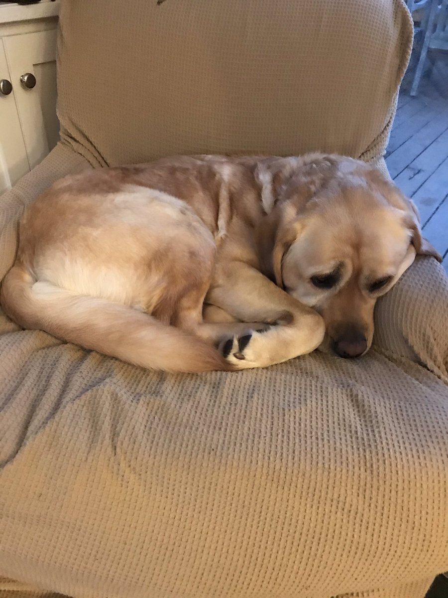 Day #3 #Coronacation and one #organizational #helper is already tired. #ohFloyd #labradorretriever