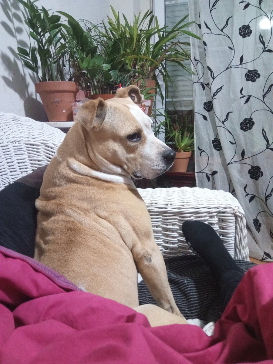 mywordsworlds1's tweet photo. @pepeblai No tardarán en salir los listillos alquilaperros
#DogForRent
Mi perra Kira aquí está a mi lado haciéndome compañía en este Aislamiento q estoy pasando por #COVID19
#paracetamol
#COVID19
#StayHome
#quedateencasa
#YoMeQuedoEnCasa
#PasearAlPerro https://t.co/LYGdogjydJ