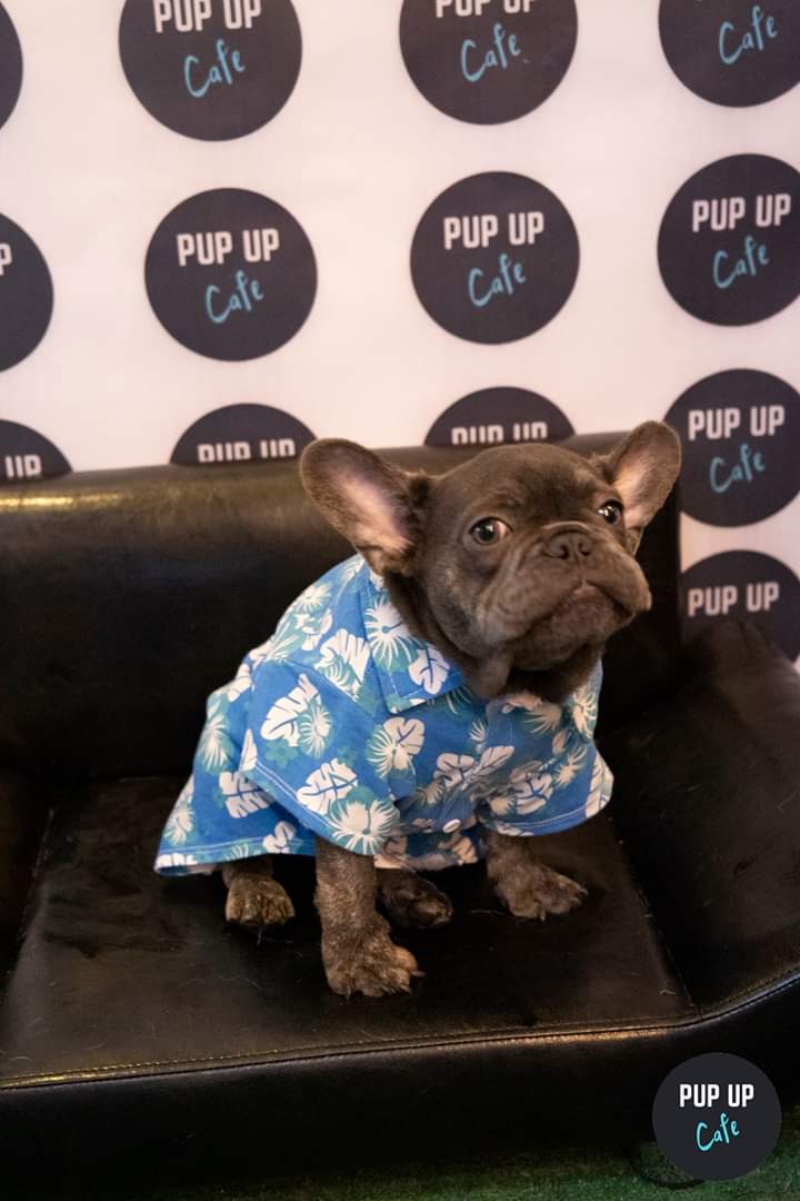 PupUpCafe's tweet photo. Sunday feels...
#dogsoftwitter #dog #frenchie #frenchbulldog #pupupdog #pupupparty #Bristol https://t.co/0Jj2aQC973