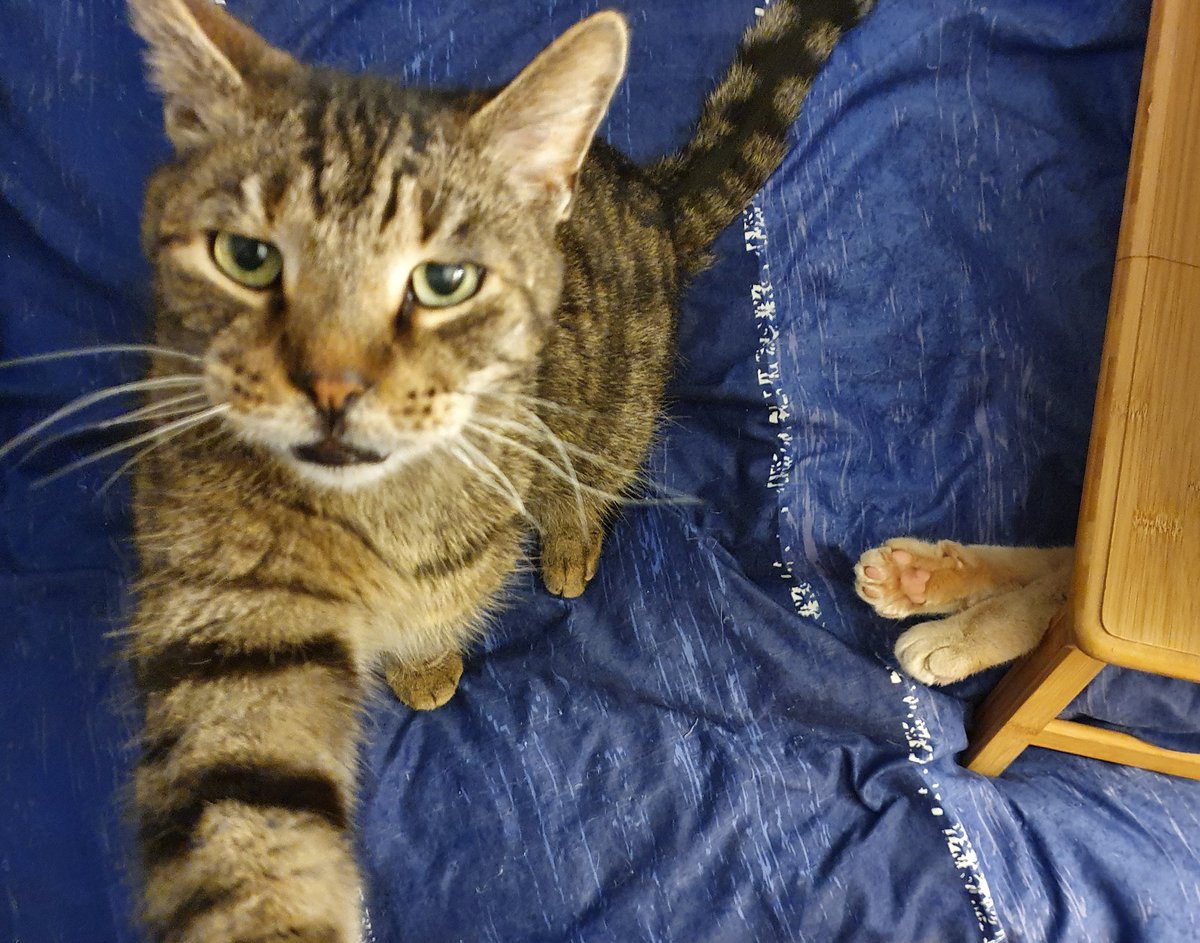 Gizmo_and_Simba's tweet photo. Simba: Where's Gizmo?
Gizmo: Hehehe told you! https://t.co/7YAVSzM2bO