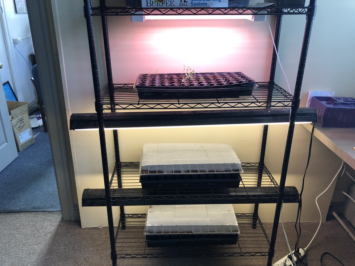 The urban garden will go on as planned, despite having an after school group to grow the seeds. Our mission this year is to serve the community with vegetable plants and produce! Coronavirus won’t win.