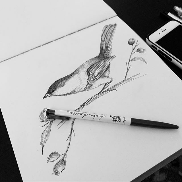 autumnwrites's tweet photo. Practicing with a simple ink pen. #mustlovebirds #ink #penandink #pen #bird #practice #sketchbook https://t.co/ZIYdbIbAMG https://t.co/S45CtURZ3k