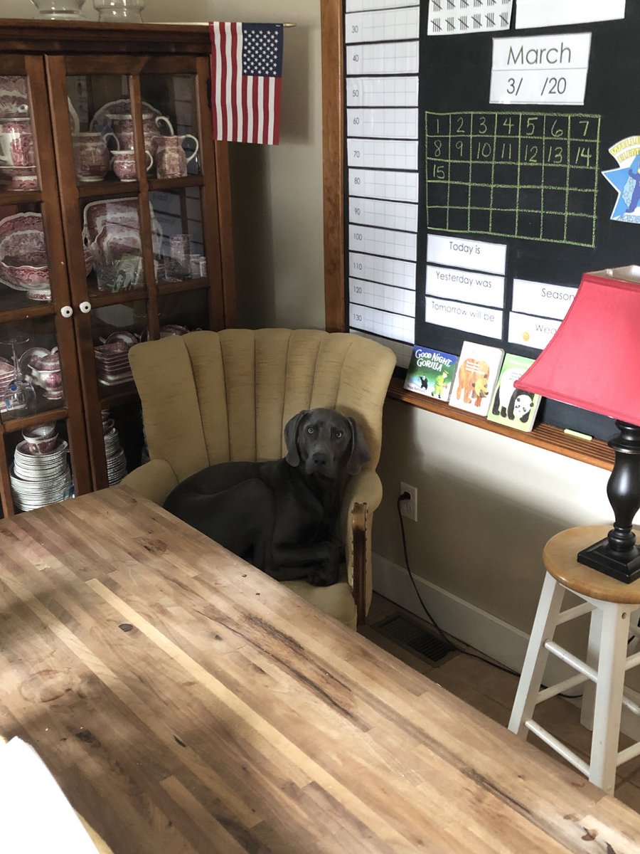 Otis, ready for some distance learning.  Also photo evidence of our home office tax write off next year.