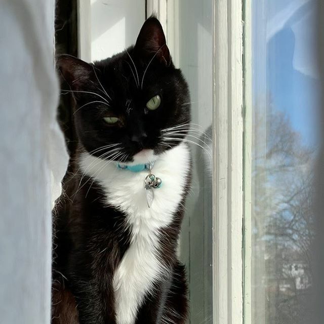 helgagrace's tweet image. #ToscaTinyCat #WindowCat #SunshineCat #blep @surlyspice ift.tt/2TPZyHK