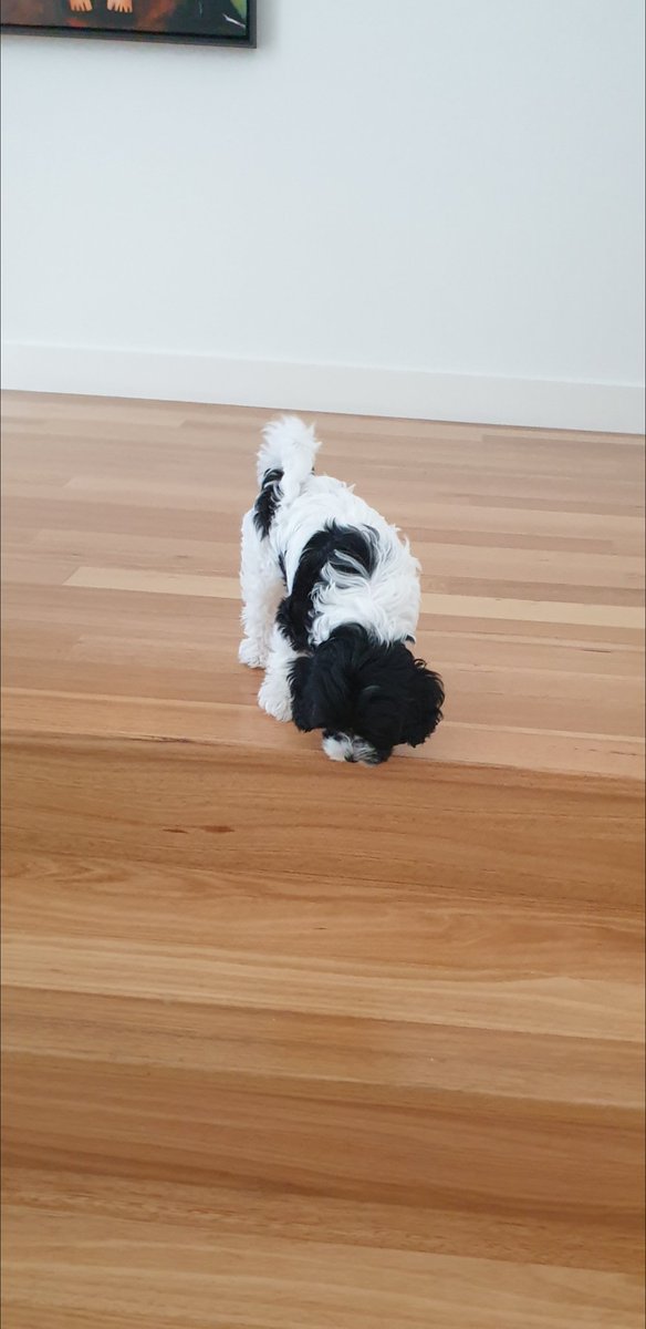 JenniBanksGB's tweet photo. When things seem a little daunting ... just take it one step at a time! #pupsrule #nowapro https://t.co/PYi3CfM3En