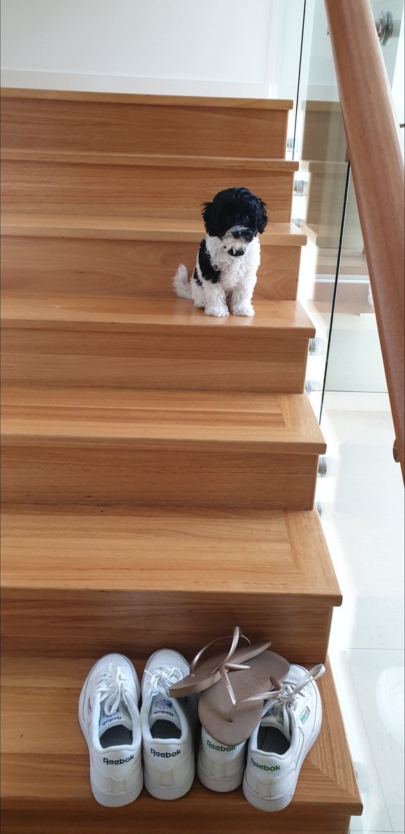 JenniBanksGB's tweet photo. When things seem a little daunting ... just take it one step at a time! #pupsrule #nowapro https://t.co/PYi3CfM3En