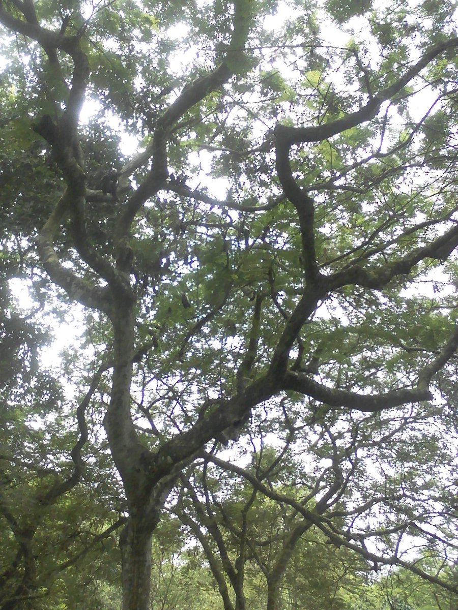 olayinkaato's tweet photo. @FAOForestry Tetrapleura tetraptera or Aridan. a tree in west African like Nigeria, discovered to be rich in certain mineral. https://t.co/wisbjvITU3