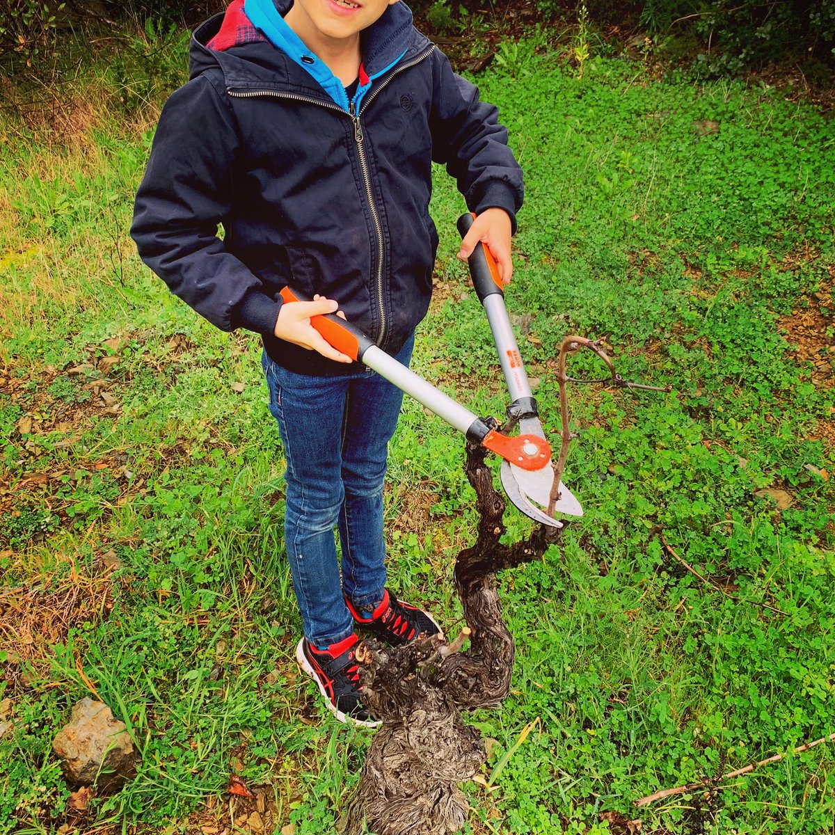VMeteore's tweet photo. Pas d’école ? Mais si... l’école de la Vie ! 🚸✂️🍇 Ce matin, cours de taille en gobelet, saison 3. Si tu sais tailler une vigne en gobelet, tu sais tout tailler !🤨#ecoledelavie #lifeschool #taille #pruning #gobelet #vine #pasdecole #noschool #kids #avenir #future #transmission https://t.co/bt1Y5rfW71