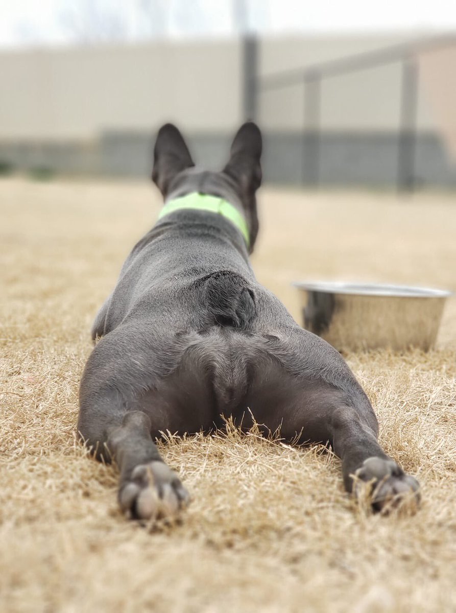 BaxterVetClinic's tweet photo. Puppy Butts drive us Nuts!  Here is your Sunday Funny brought to you by The Inn at Baxter Vet. https://t.co/2VjJUaBJK4