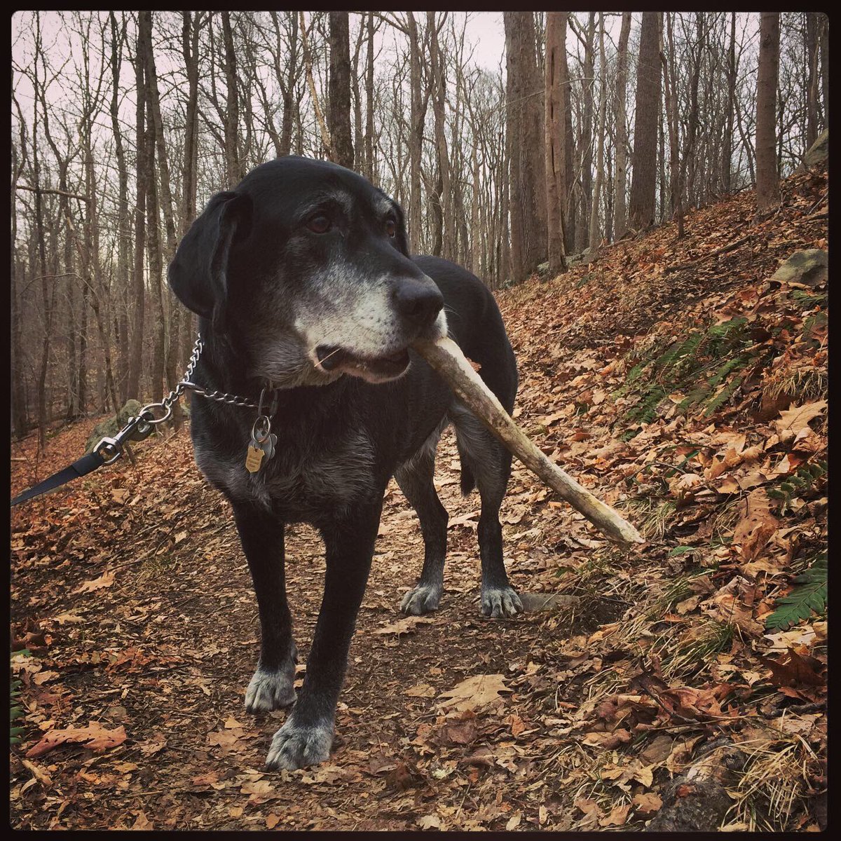 DanielFitzroy1's tweet photo. Yesterday’s walk was deemed a success! #bone #legbone #dogwithabone #dog #dogs #dogstagram #dogwalk #dogwalking #dogwalkinglife #hike #hiking #woods #connecticut #dogsofinstagram https://t.co/trwujMJXMG
