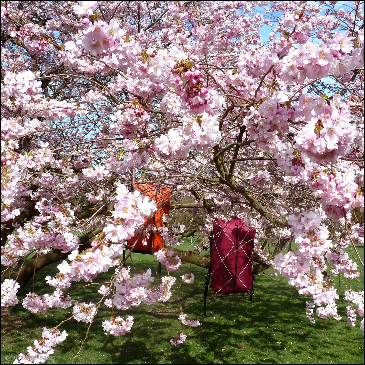 HUCKEPACKS tweet media