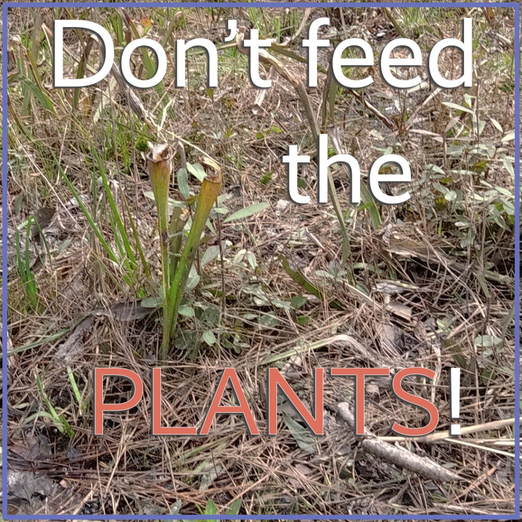 txescapist's tweet photo. Big Thicket – hiking the Sundew Trail https://t.co/z5fVrnYPSy https://t.co/p5bzDuRWdZ