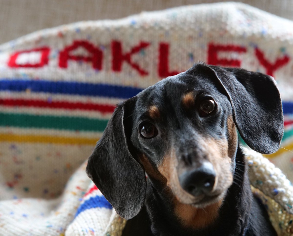 oakley dachshund