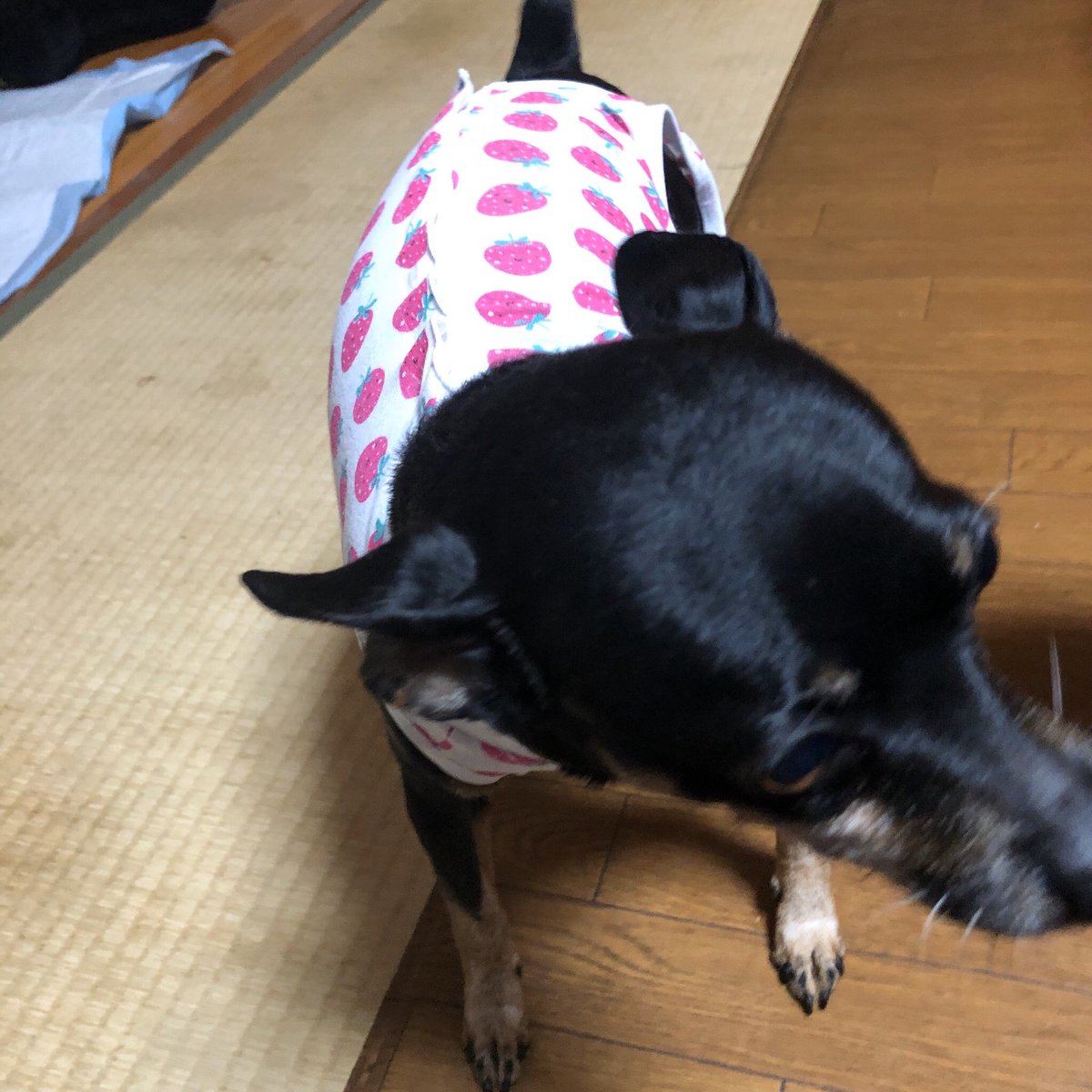 minipinmd's tweet photo. イチゴの術着がかわいい！
【注】男の子です
#ミニピン #犬 https://t.co/3yDrXuSFaz