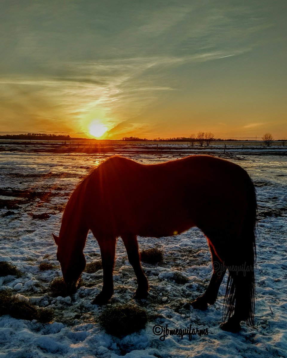 JBMEquiFarms's tweet photo. My advice for what's happening π€π€
Be like Blue
Be calm
Eat
Enjoy the view ππ
#belikeBlue #MB #farm #prairie #sunset #horses #share #bekind https://t.co/NkBzZzundh