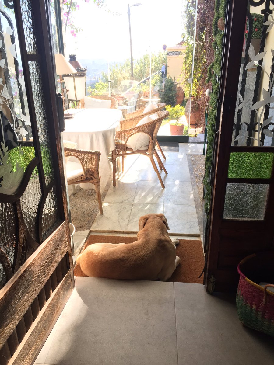 andreuserrat's tweet image. Llogaria mascota -no m'importa espècie ni raça– per poder sortir i estirar les cames.