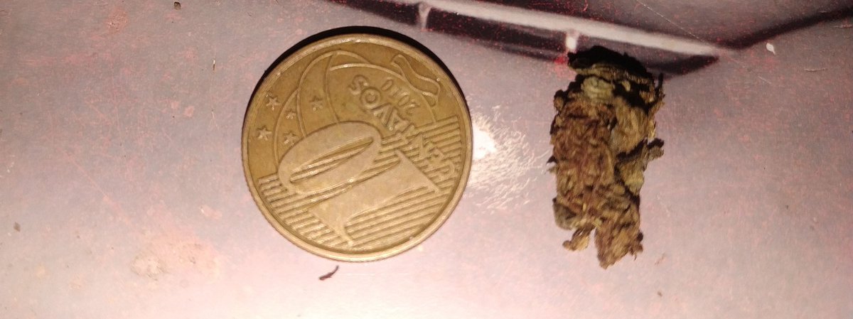 FUME2 (@bas3ado) on Twitter photo <a href="/CAIQUE41146356/">Caique Novaes</a> <a href="/smokeebudss/">Smoke Buddies🔥</a> <a href="/DuGreen4i20/">Maconharia |+18| 🇧🇷</a> <a href="/SPACECANNABIS/">SpaceCannabis 🍃</a> @CannabisFoda @tiodogroww <a href="/Mlkmaconheiroo/">cria</a> <a href="/Canabianonato/">🍁ℂ𝕒𝕟𝕒𝕓𝕚𝕒𝕟𝕠ℕ𝕒𝕥𝕠🍁 𝕊𝔻𝕍💥</a> @PasteleiroChap1 <a href="/alienchapadu/">ALIEN CHAPADO 👽☘</a> <a href="/Chapadito2/">Chapadito</a> <a href="/prasemprefla2/">Rasta</a> <a href="/Diario4e20/">Diario4e20</a> <a href="/Maconharia04i20/">Maconheiro </a> Skank de 10 tá favorável, aqui em Salvador tão vendendo um kush de 25R$, olhe a quantidade <a href="/CAIQUE41146356/">Caique Novaes</a> <a href="/smokeebudss/">Smoke Buddies🔥</a> <a href="/DuGreen4i20/">Maconharia |+18| 🇧🇷</a> <a href="/SPACECANNABIS/">SpaceCannabis 🍃</a> @CannabisFoda @tiodogroww <a href="/Mlkmaconheiroo/">cria</a> <a href="/Canabianonato/">🍁ℂ𝕒𝕟𝕒𝕓𝕚𝕒𝕟𝕠ℕ𝕒𝕥𝕠🍁 𝕊𝔻𝕍💥</a> @PasteleiroChap1 <a href="/alienchapadu/">ALIEN CHAPADO 👽☘</a> <a href="/Chapadito2/">Chapadito</a> <a href="/prasemprefla2/">Rasta</a> <a href="/Diario4e20/">Diario4e20</a> <a href="/Maconharia04i20/">Maconheiro </a> Skank de 10 tá favorável, aqui em Salvador tão vendendo um kush de 25R$, olhe a quantidade