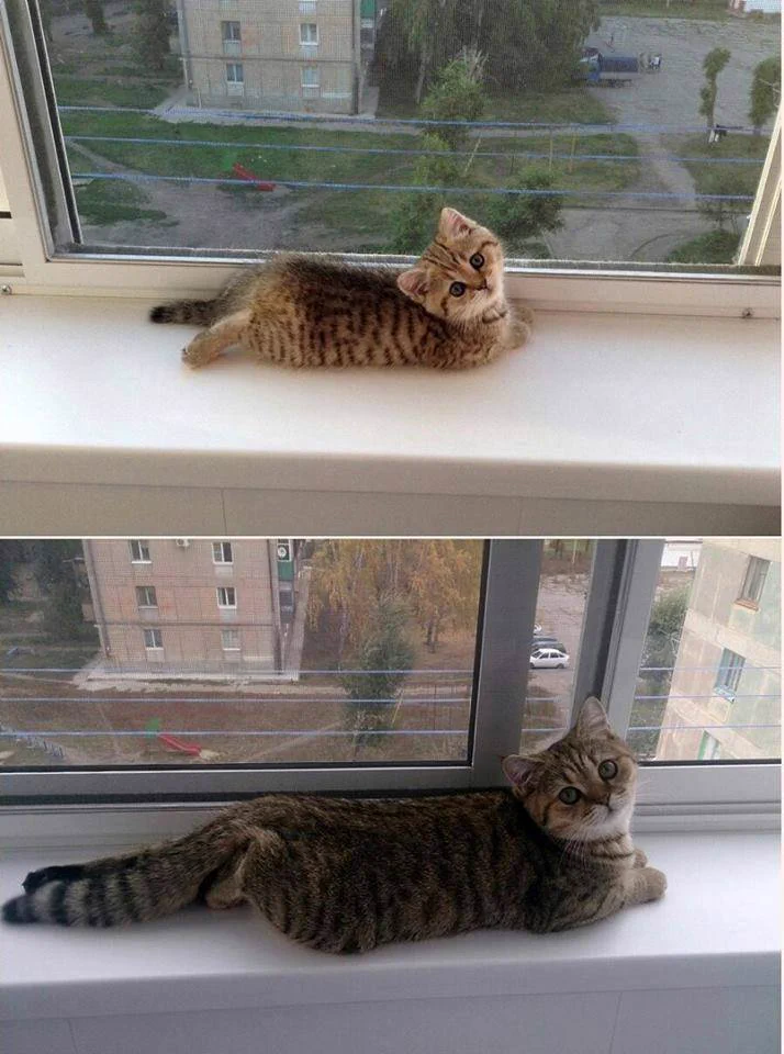 大きくなってもここが好き！成長しても同じ場所でくつろぐ猫に癒される！