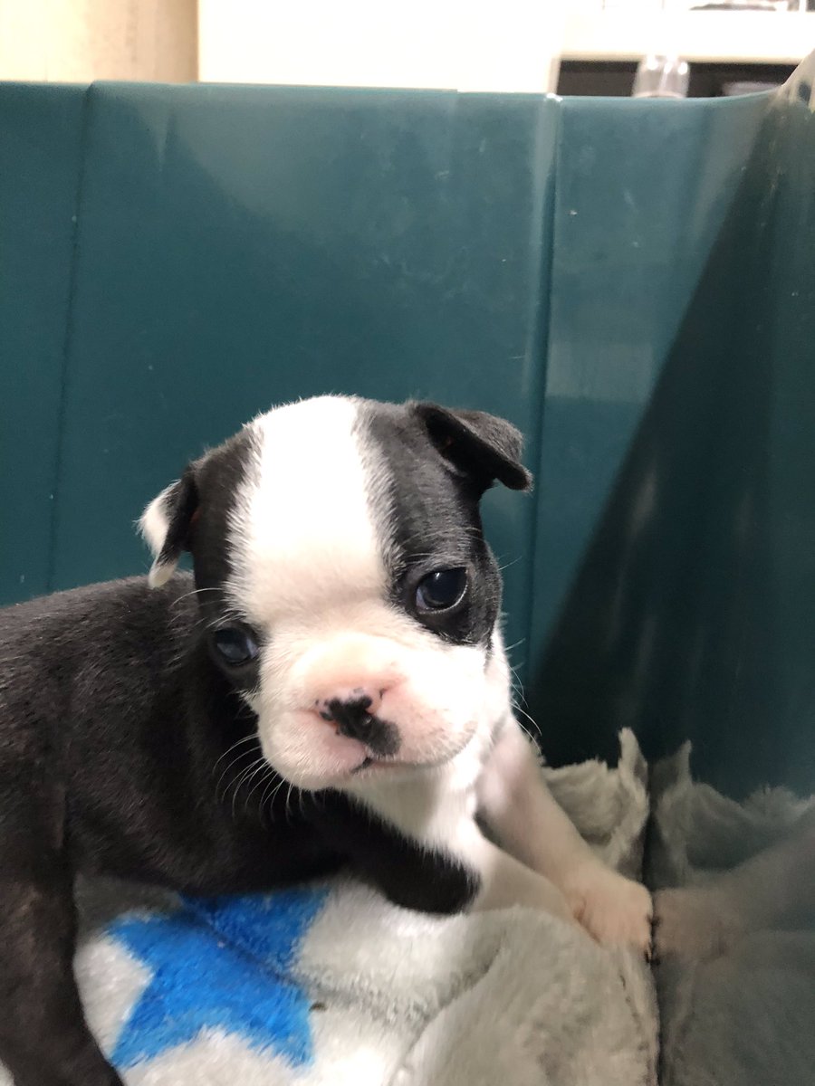 ボストンテリア子犬 ボストンテリア子犬