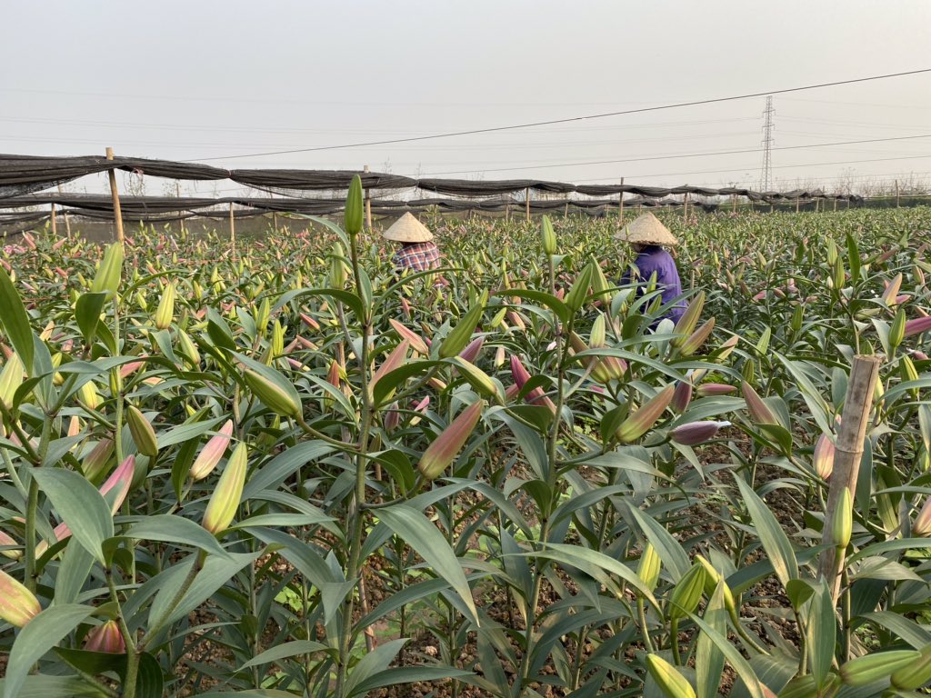 FormosaInvest's tweet photo. Double hat in the field! #robina #hanoi #viethat https://t.co/70CAWCZU6S