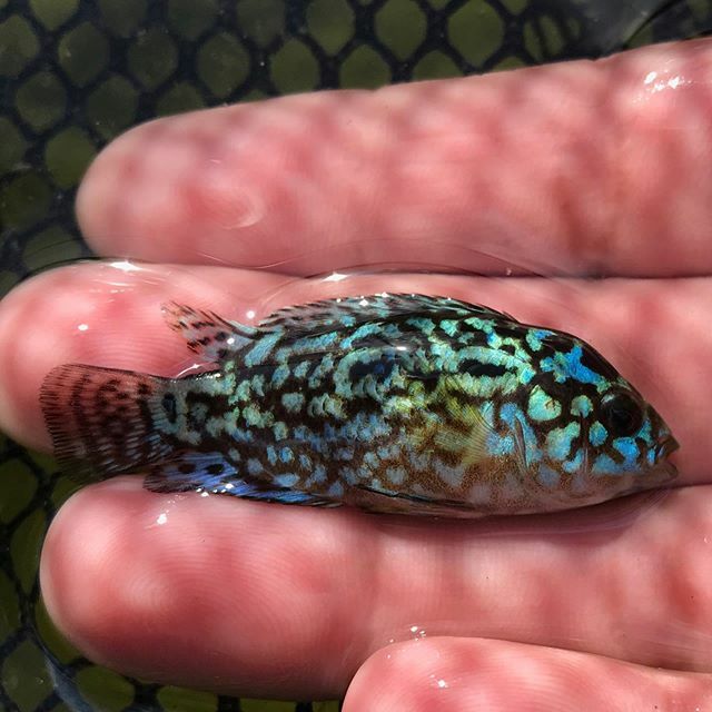 TropicalFishMia's tweet photo. Check out these small Electric Blue Jack Dempsey's !! These fish ARE aggressive, but they would do nicely with small cichlids 🤩🐠💙 https://t.co/DmySjLds3V https://t.co/mStCJdwtZ3