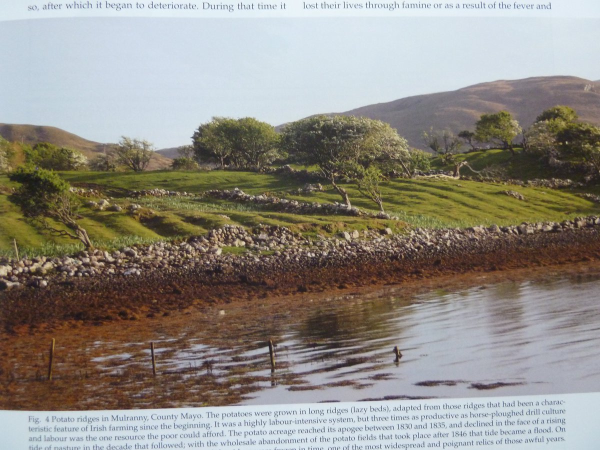 Irish quickly won over by benefits of potatoes (saviour crop)!  slow to spoil 3x caloric value grain cheap & easy to grow on large farms/small backyard lots liked Ireland's climate  insects uninterested  lots of different ways could be cooked!lazy beds, Mayo.