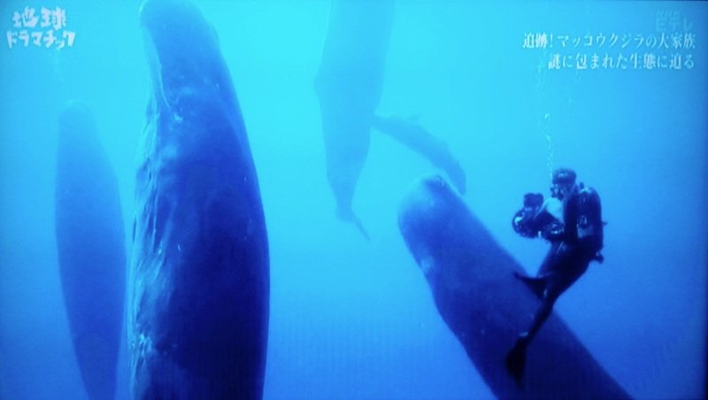かみゅ Alitaarmy Jpn マッコウクジラかっこいい 潜水艦が好きなので ひげ鯨より歯鯨が好き 深海に潜水するときに頭部の器官であれこれして重りにするという話だが 仕組みがイマイチよくわからない 比重が変わるのか バラストか マッコウクジラは