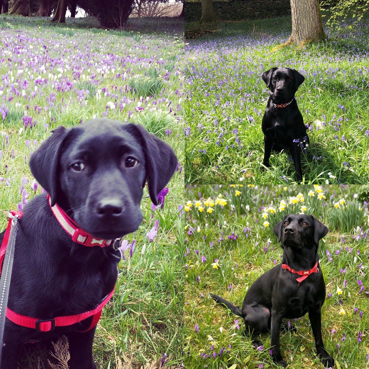 labradorlucy18's tweet photo. Another year and another posed picture by the mother https://t.co/vYe1XOnW9k