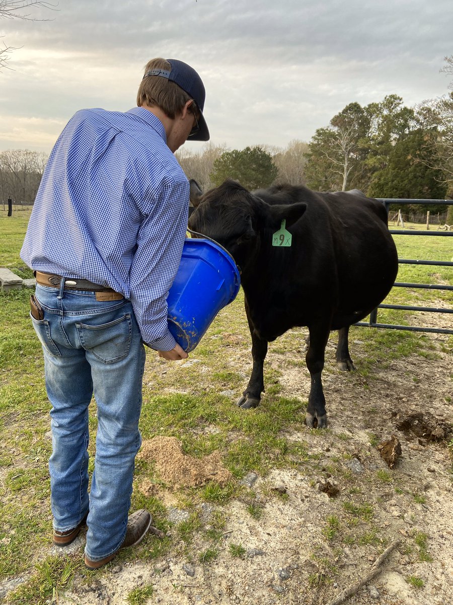 averyhall138's tweet photo. Spoiled rotten 🐄 https://t.co/MTN6C5hrEU