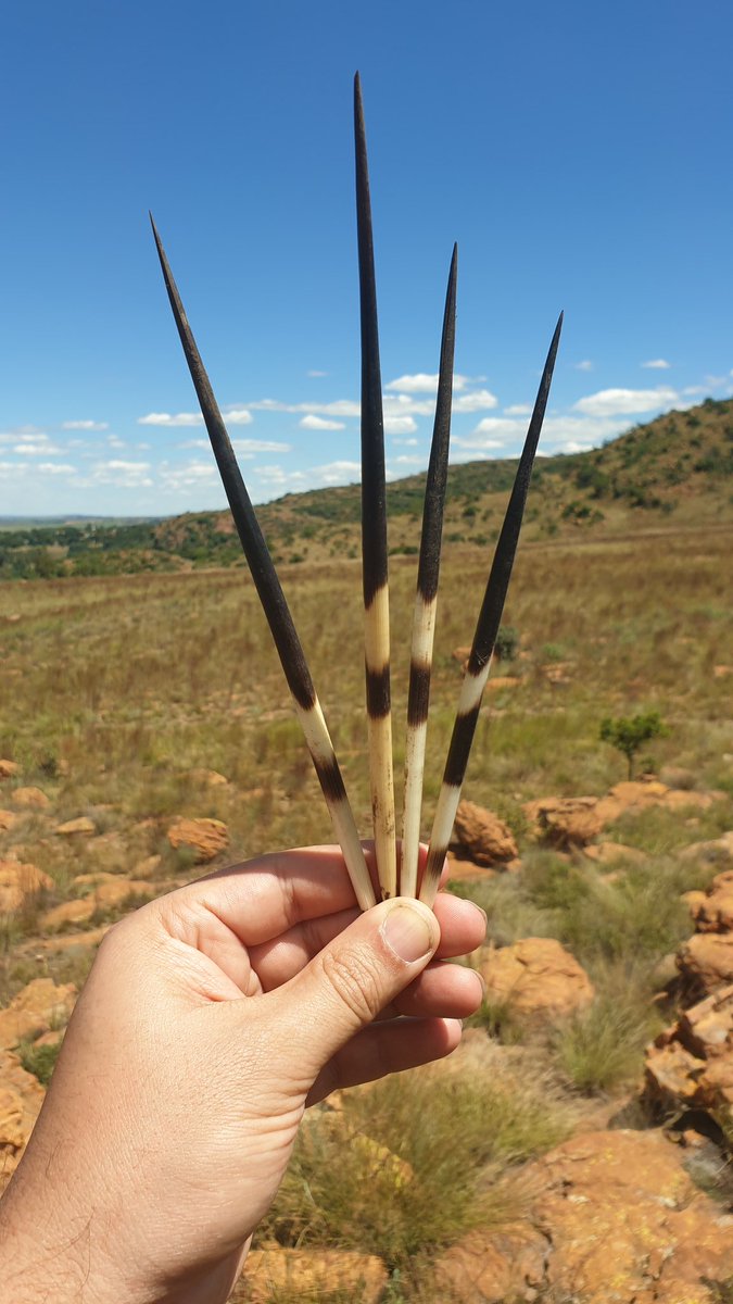 Meloquin_'s tweet photo. Great weekend #geocaching in beautiful Johannesburg, and got to cache with South Africa Scouting's Chief Commissioner! #workcaching https://t.co/itUgkAgMOU