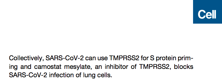 Fantastic breakthrough by German scientists, just published in Cell ( https://www.cell.com/action/showPdf?pii=S0092-8674%2820%2930229-4) and today corroborated in PNASc ( https://www.pnas.org/content/pnas/early/2020/03/11/2002589117.full.pdf) that CoVID19 employs human TMPRSS2 protein for entry. Existing anti-TMPRSS2 drug Camostat (+E-64d) blocked CoVID19 infection.