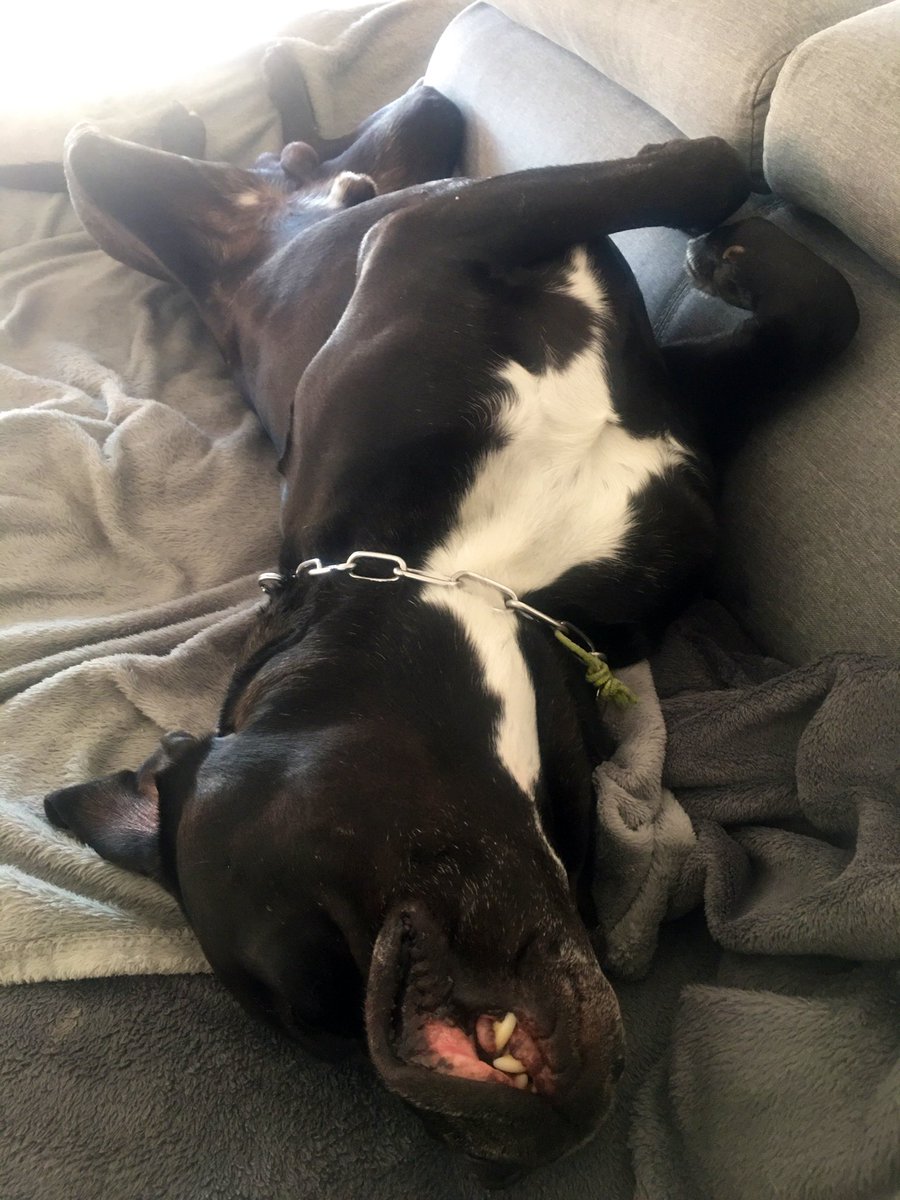 BsRodeo09's tweet photo. Autant vous dire qu’il y en a au moins qui s’en bat les couilles du virus...
#sieste #ronflements https://t.co/MjmZw2qR8Z