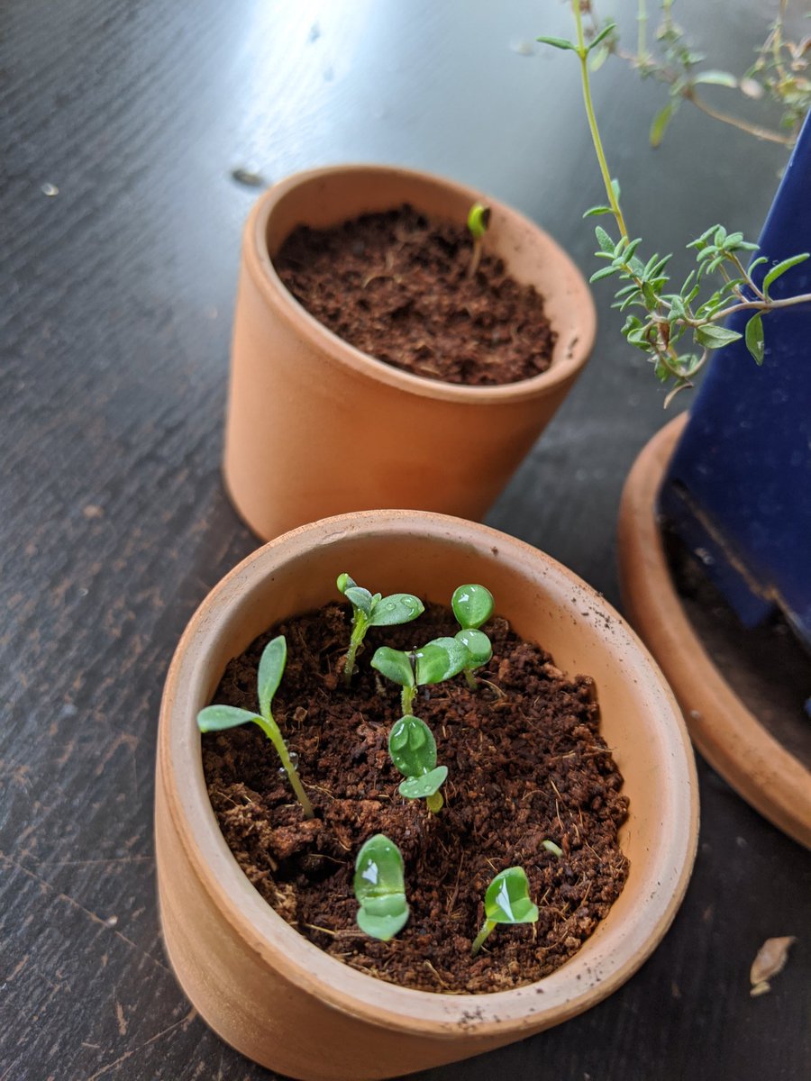 We got some definite tilting towards the plant lamp yesterday, so it's back today while it's still rainingCosmos has its first sprout though!