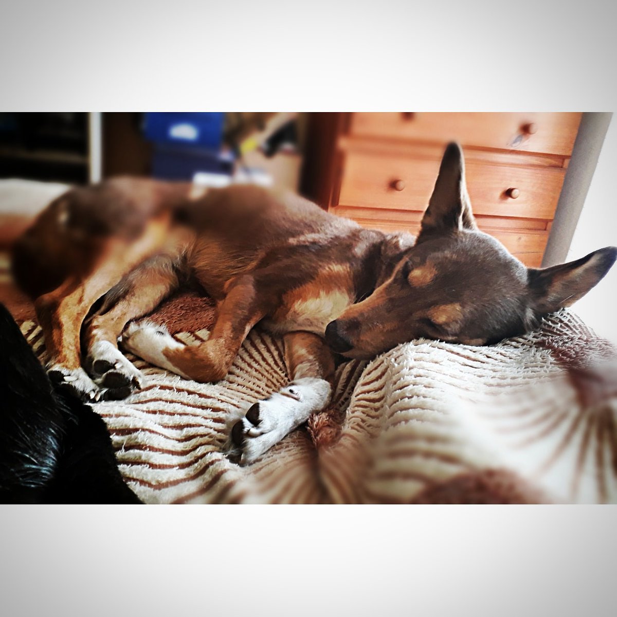 elnegrochicho's tweet image. Esta #Radhita es una luchadora. Pero ese bicho maldito, la #erliquia , la hizo pomada
Que a nadie le pase por favor. Es horrible
Hoy no comió nada. Ayer si
Y cada día es una lucha nueva
Que sea la voluntad de #Dios
#Gracias a todos por sus rezos, Reiki y amor
♥️🙏♥️