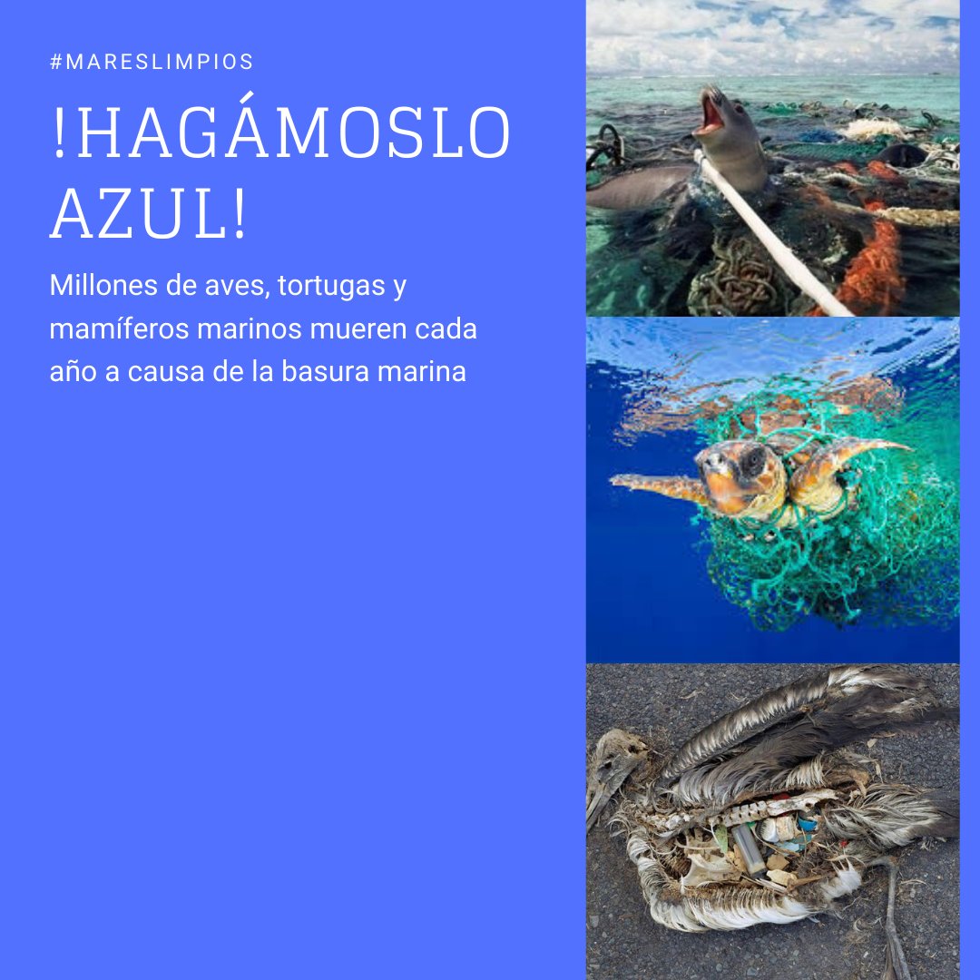 salvamentogob's tweet photo. Sabías que...más de un millón de aves marinas y 100.000 mamíferos marinos y tortugas mueren cada año por enredo o ingestión de basuras marinas #MaresLimpios https://t.co/zSMgduyyA7