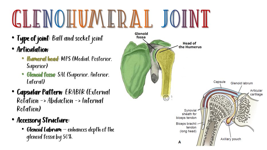 PT flashcards on Twitter "The GH joint is a ballandsocket synovial