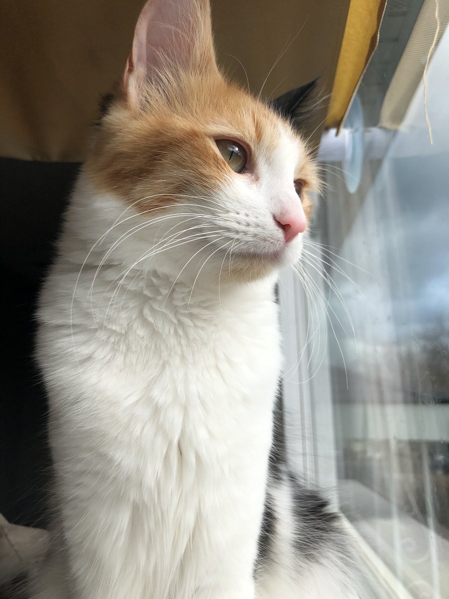 Dabriellejoy22's tweet photo. My Vancouver and Camas friends, please keep an eye out for my sweet kitty who possibly got out last night around 2am. She is very small and not familiar with the area and has never been outside before. Please share and contact me if you have seen her I miss her. https://t.co/rhdq05fHnE