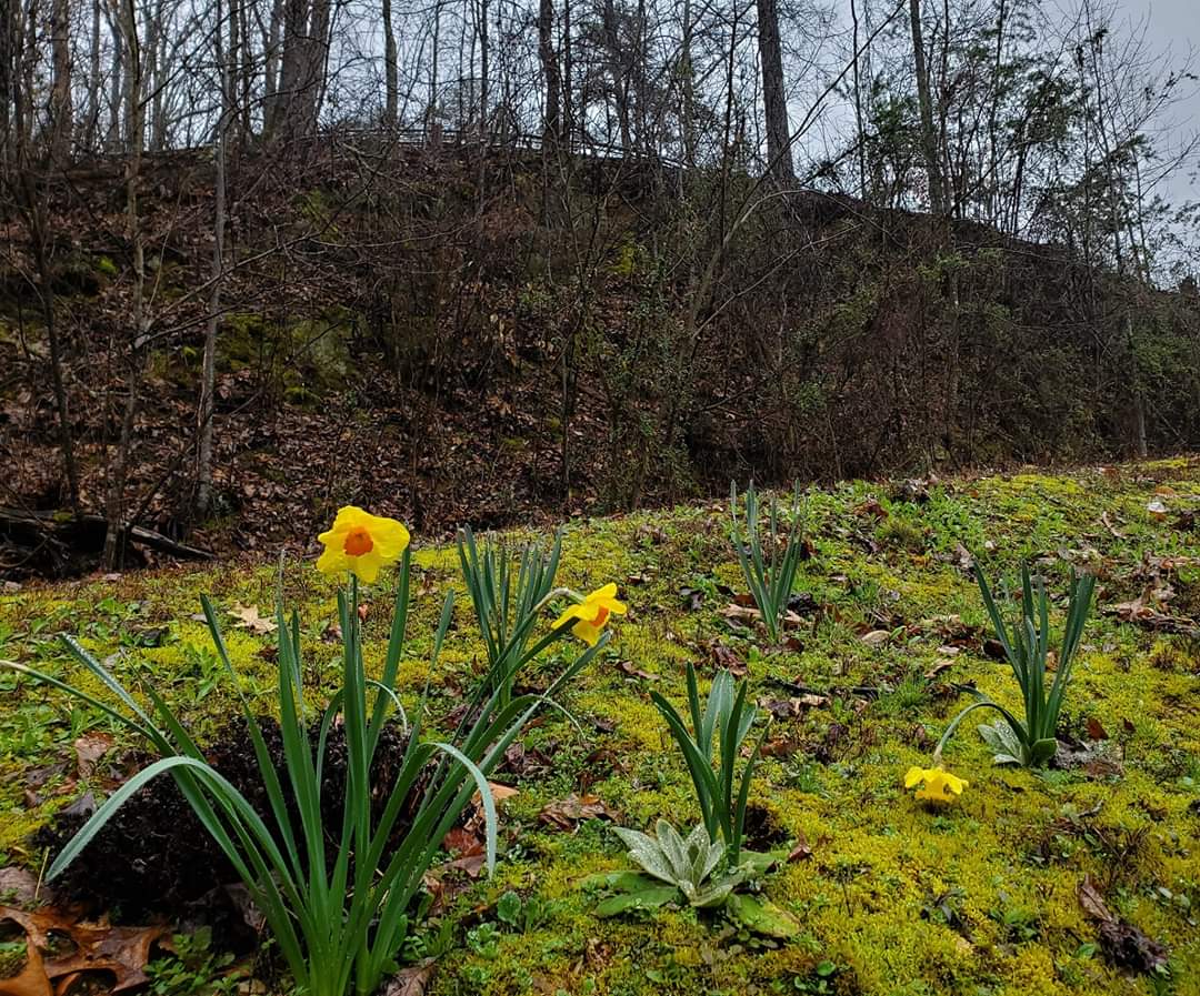 AlpineCoasterTN's tweet photo. With all this rain, our flowers are blooming! 🌧🌼 For all those wondering if we will remain open due to COVID-19, we will continue to be open until further notice. Please keep up with our Facebook page for any updates. We hope everyone stays healthy and safe. #COVIDー19  #GSM https://t.co/MAyVdD3gWY