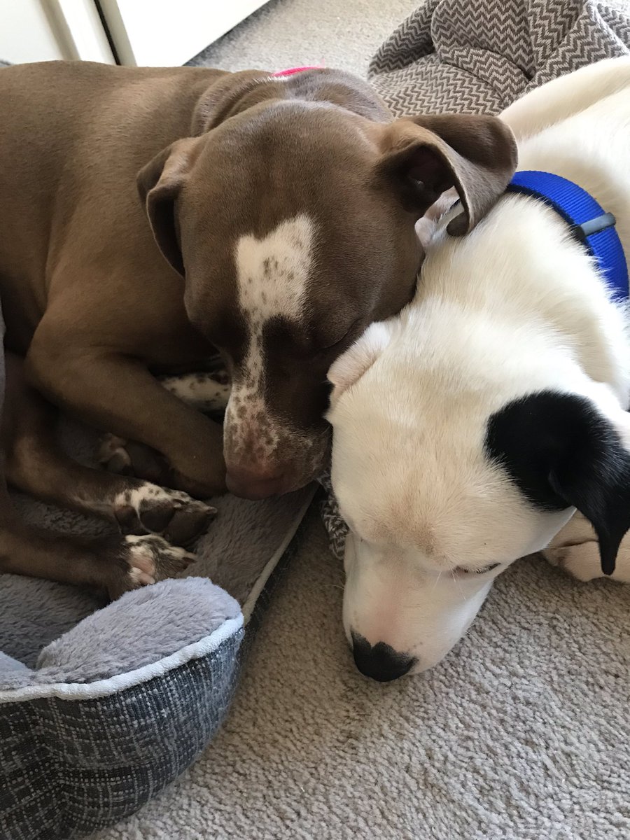 makessensetomoi's tweet photo. Do you like snuggles? Do you like kisses? Do you like people thinking you’re a “badass” for having these snuggle machines? Then a pitbull is the dog for you!!!!!! https://t.co/mldUuTkpbk