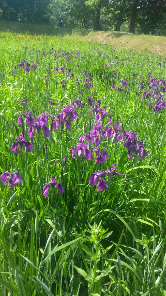 rubyokgood's tweet image. 