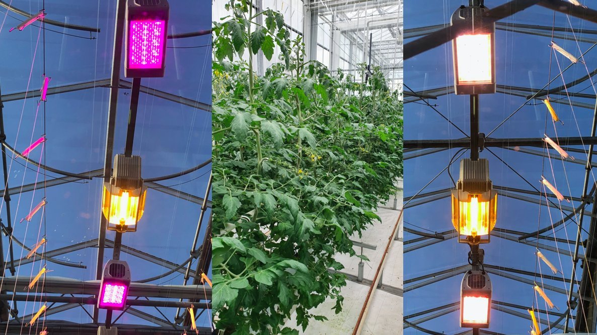AutoGreenhouses's tweet photo. Autonomous Greenhouse Challenge: Curious on the crop development in our tomato greenhouse experiment? 4 weeks after planting fruits are developing well. Teams handle different lighting regimes. Do different light colors finally lead to different fruit quality? https://t.co/TUIFmT4VUo