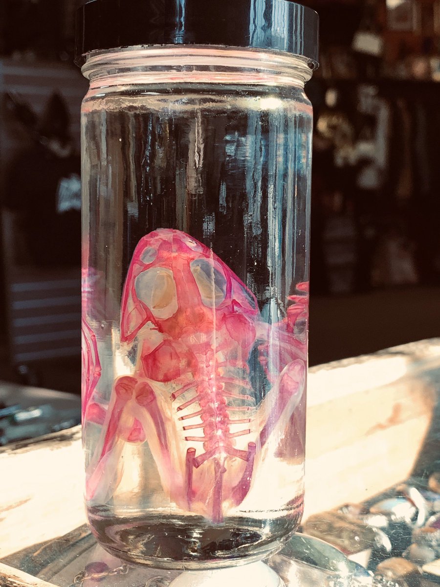 ElPasoOddities's tweet photo. Check these new diaphanous specimens available. https://t.co/lMHECryU5x