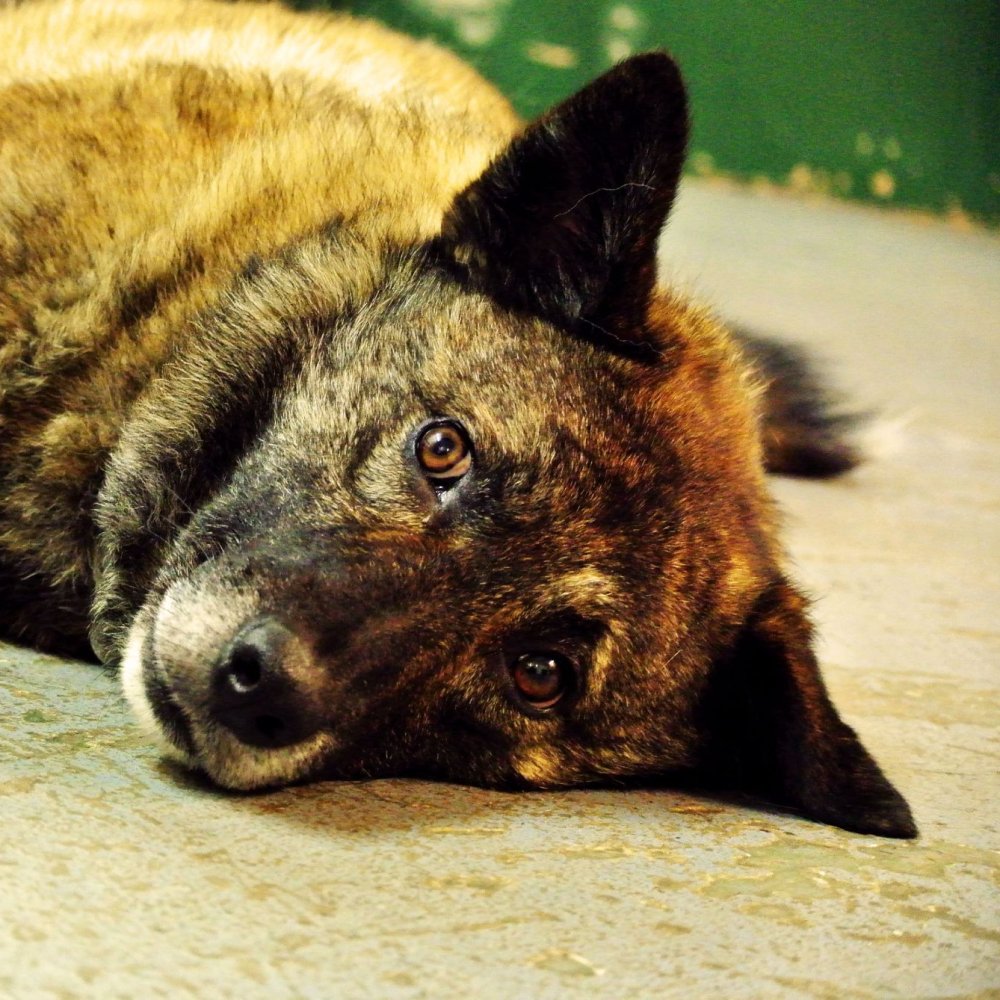 AdoptionsUk's tweet image. PLEASE SHARE Mia, cross breed in a shelter in HULL 

Mia has NEVER had a home..she is very affectionate  loves tennis balls, prefer to be only pet in an adult home, so much love to give surely someone has a home for her?

oakwooddogrescue.co.uk/?fbclid=IwAR3k…

 #dogs #SundayMorning #uk