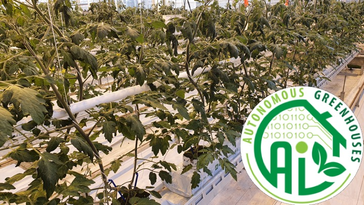 AutoGreenhouses's tweet photo. Autonomous Greenhouse Challenge: This is how the tomato crop looked like on the first day of 2020. https://t.co/7BefDsiDph