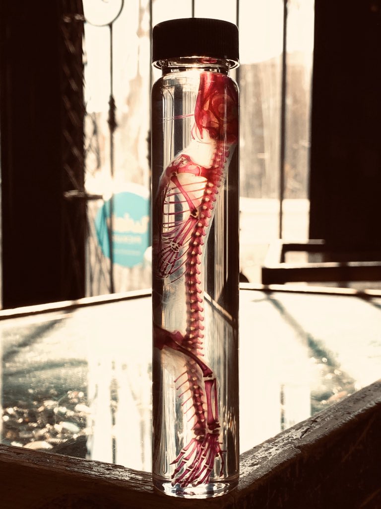 ElPasoOddities's tweet photo. More diaphanous specimens https://t.co/NHdZphrGTv