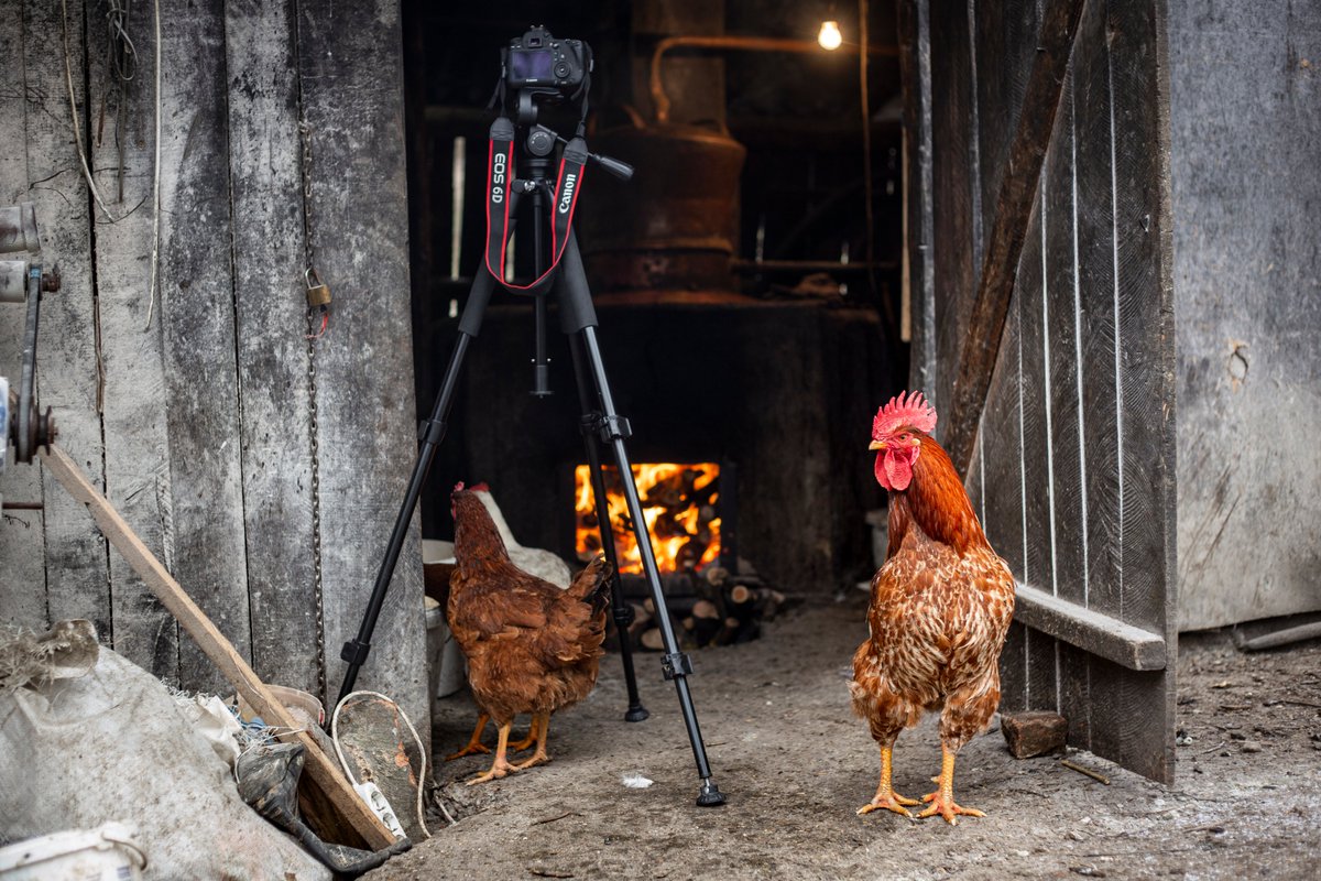 I_Cosma's tweet image. This wee guy was not impressed with my photography setup for my upcoming documentary project about my childhood village. Distillery in Vărai, Romania. December, 2019. #EdNapPhoto #Documentary #Romania #photography