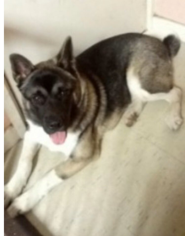 colliesontherun's tweet photo. #DogTheftAwarenessWeek
REMEMBER CHARLIE Male #Akita 11/3/19 neutered&chipped young adult
TAKEN FROM A WALK IN PARK #Enfield
COULD BE ANYWHERE NOW
Black/brown/blonde / white legs & stomach HEART shaped mark on chin & scratch on left foot
WHERE IS HE? https://t.co/EZhy2W0TP4 https://t.co/e3jc6jh3Wj