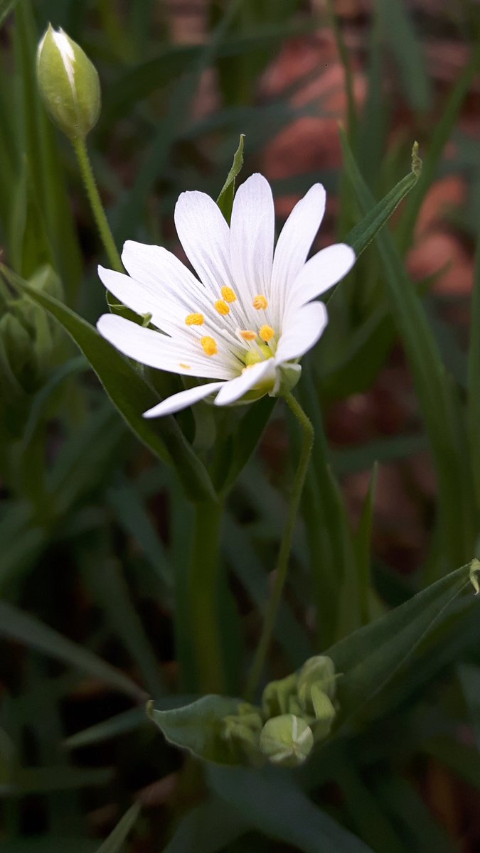 nojspen's tweet image. A species a day.
Day 6. Stellaria holostea. Holostea from Greek for entire bone, relates to the brittle stem. Lance like leaves have rough edge. 
Its common name, Stitchwort, refers to its use as a herbal remedy to cure runners side pain. 
Seen at @EWTRoding @EssexFieldClub