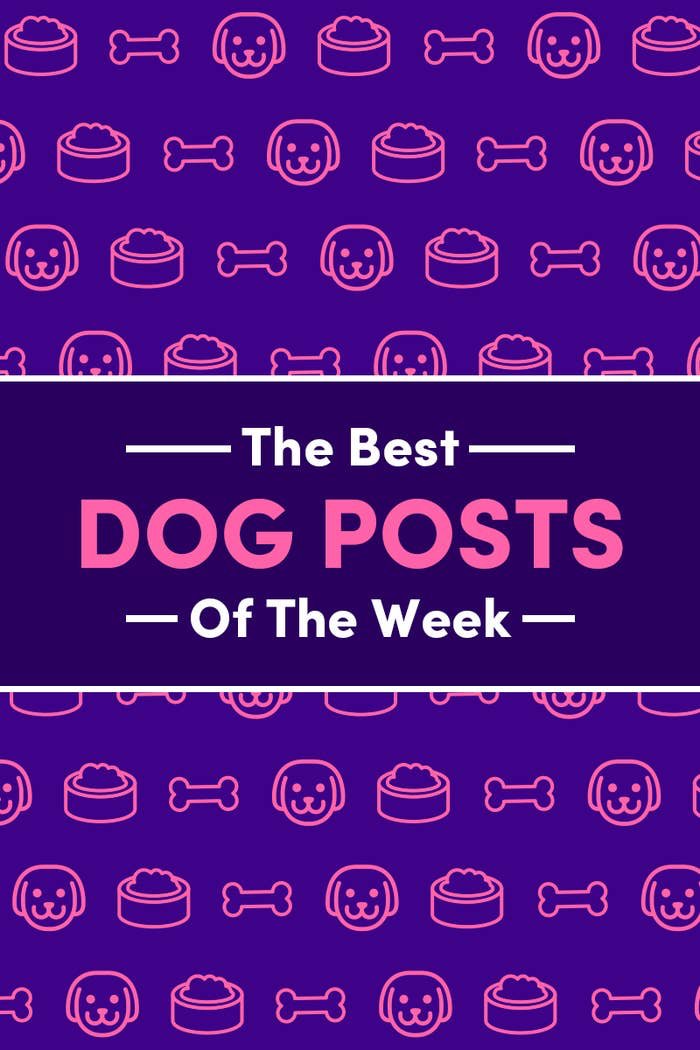 18 Dog Posts From This Week To Take Your Mind Off The News ow.ly/ZtpY30qpZe6